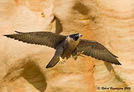 Her right wing and left foot were the contact points for the electricity. Falco Peregrinus
