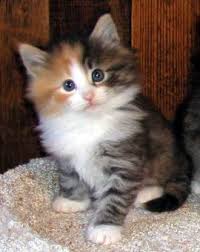 Cute Kittens Archives Go Cute Kitty Katzen Baby Katzen Wilde Katzen