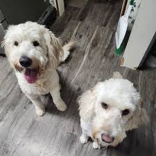 Sears Protection Agreement Replacement Issues