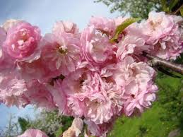 Image result for mandloň trojlaločná