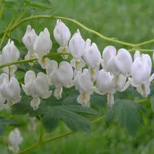Image result for Dicentra spectabilis alba