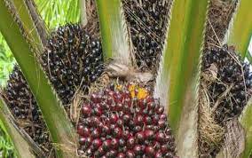 Benih perkebunan online shop menjual berbagai jenis biji atau bibit tanaman perkebunan dari produsen. Penjualan Benih Sawit Bakal Meningkat Tahun 2018