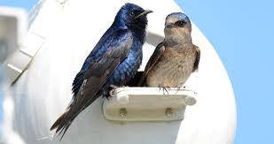 Although purple martins arrive early in the spring, adults do not start laying eggs until late april or may. Purple Martin Range Map All About Birds Cornell Lab Of Ornithology