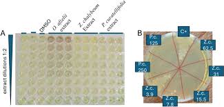 Image result for Xylopia katangensis