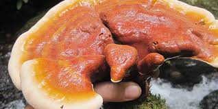 Image result for Ganoderma tsugae