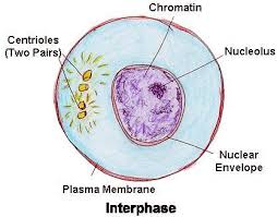 About 90 percent of a cell's time in the normal cell cycle may be spent in interphase. Mitosis Cell Division Sciencetopia