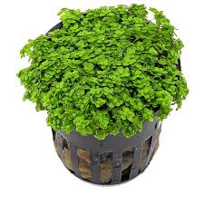 Image result for Centrostachys aquatica