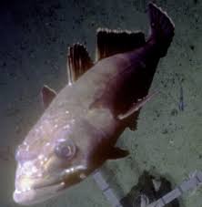 Image result for Dissotis trothae