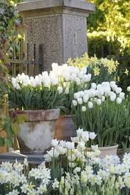 Stand the container in a sheltered position over autumn and winter. 51 White Tulips Ideas White Tulips Tulips Flower Garden