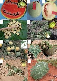 Image result for Raphidiocystis jeffreyana