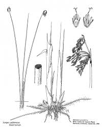 Image result for Schoenoplectus scirpoides