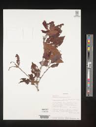 Image result for Diospyros chamaethamnus