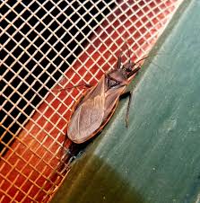 Triatomine bugs, commonly known as kissing bugs, are vectors for a dangerous parasite that can cause a debilitating illness in humans called the kissing bug usually feeds around a person's face when the person is sleeping, which is how the insect got its name. The Kissing Bug In Ohio And What To Do If You See One