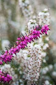 Erica X Darleyensis Kramer S Red Winter Heather Free Picture Free Pictures Of Flowers Heather Flower Flower Pictures