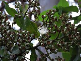 Image result for Eucalyptus torelliana