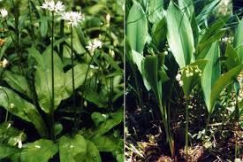 Der frühling steht vor der tür, die tage werden länger und die menschen genießen es, sich wieder im freien aufzuhalten und wildkräuter zu sammeln. Barlauch Verwechslung Kann Todlich Enden Oesterreich Orf At