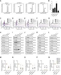 The fibers in the fabric will separate over time, and can develop holes or thin spots. Ribosome Levels Selectively Regulate Translation And Lineage Commitment In Human Hematopoiesis Sciencedirect