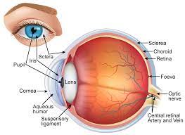 Maybe you would like to learn more about one of these? Draw A Neat And Labelled Diagram Of Structure Of The Human Eye Science Topperlearning Com Slwbyx77