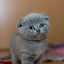 Maybe you would like to learn more about one of these? Hermitage No Kill Cat Shelter Protection Adoption Sanctuary