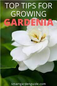 Gardenia Plant Indoor Care Guide 11 Awesome Gardenia Plant Care Tips To Ensure Your Gardenia Plants Stay Healt Gardenia Plant Plant Care Houseplant Plant Care