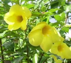 Image result for Allamanda