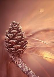 7944f13c9e12f1bcbf8b1b03e25493bb Jpg 294 420 Pixels Pomme De Pin Couleur Automne Couleur Peche