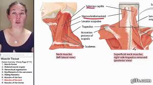 The muscular system is an organ system consisting of skeletal, smooth and cardiac muscles. Pin On Projects To Try