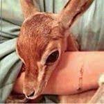 ف ﺂلحلآ مآ شآفت عيوني مثلھ يآ حلآتھ بس لآ منھ لفآني تخددي ياخشيف الريم من قدك كل بجوه وامانك مايمسونه في كل روض تثني مثل ماودك البر ملكك وكل