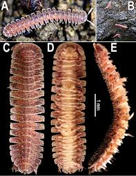 Image result for Pycreus fibrillosus