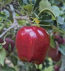 30 year reputation as the uk's foremost suppliers of fruiting plants. Fruit Trees Berry Plants Nut Trees Muscadine Vines Isons Com Red Delicious Apples Fruit Tree Nursery Berry Plants