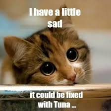 Just Like My Cat Cat Memes Cute Cats And Kittens Animals