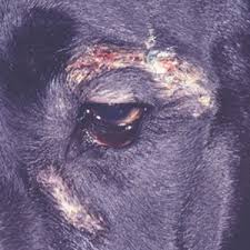 9370 sw greenburg rd ste 311, portland, or 97223. Northwest Animal Allergy Dermatology