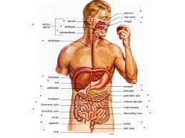 The human body is the structure of a human being. Upper Body Anatomy Science Medicine Showme