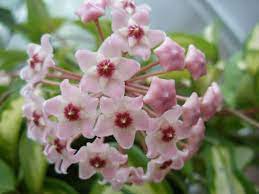Variegated Wax Plant Vine Hoya Carnosa Rubra Krimson Princess Flor De Cera Hoya Clematis Plants Rare Flowers Narcissus Flower
