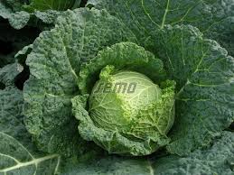 Image result for hlávková kapusta