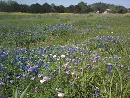 Hotels near the williamson museum. Georgetown Tx Wildflowers Flower Field Wild Flowers Short Trip