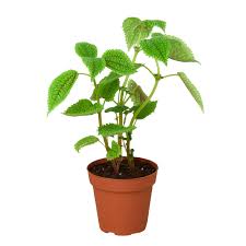 Image result for Pilea rivularis