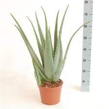 Having some 500 species, aloe is widely distributed, and is considered an invasive species in many world regions. Xxl Aloe Vera Pflanze 5 Jahre Alt 60 70 Cm Kaufland De