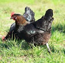 greenfire farms marans three colors black copper blue birchen and white lay dark chocolate eggs that are consid blue and copper chocolate eggs chickens