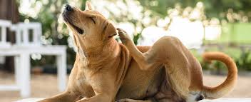 Image result for scabies dog ear