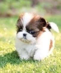 Get your ad seen first on jamaica classified online. Puppies Funny So Cute Puppies Funny Puppies Cute Puppies Dogs And Puppies Dogs In 2021 Shih Tzu Puppy Cute Teacup Puppies Teacup Puppies