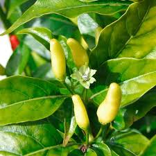 Image result for Capsicum frutescens