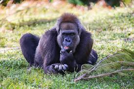 Cross River Gorilla