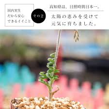 Image result for Dipcadi platyphyllum