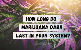 How Long Do Marijuana Dabs Stay In Your System Outpatient Drug Rehab Treatment Services For Teens Los Angeles