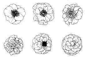 Camellia japonica (japanese camellia) is a flowering tree or shrub that usually grows up to 20 feet (6 m) but occasionally up to 36 feet. All About Camellias Fairview Garden Center