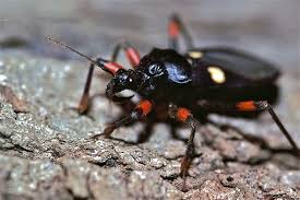 There are a few insects in this order that bite humans, the most notorious is the kissing bug. Assassin Bugs Most Are Good For Your Garden And They Re Fun To Watch Texas Standard