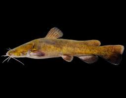 Fried catfish and sides oxford ms. Flathead Catfish Shovelhead Cat Yellow Cat Mud Cat Goujon Appaluchion Johnnie Cat Mdc Discover Nature