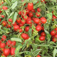 Image result for tomato Datterino