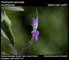 Image result for Dicliptera paniculata